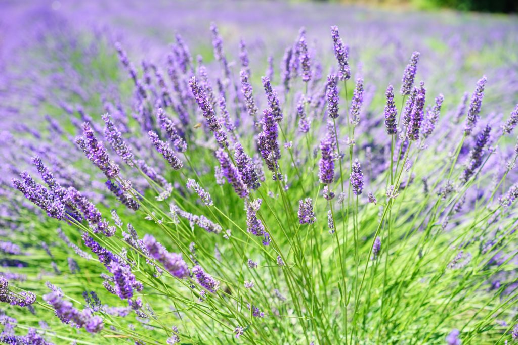 lavender